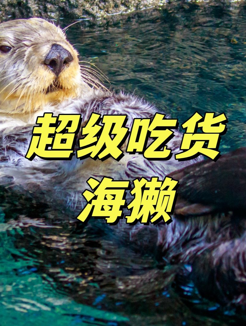 海獭一饿肚子就会死?泡冰水里怎么抵御寒冷?(1)