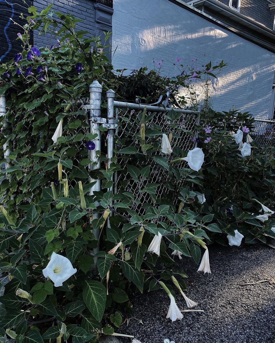 神秘幽远的曼陀罗花园