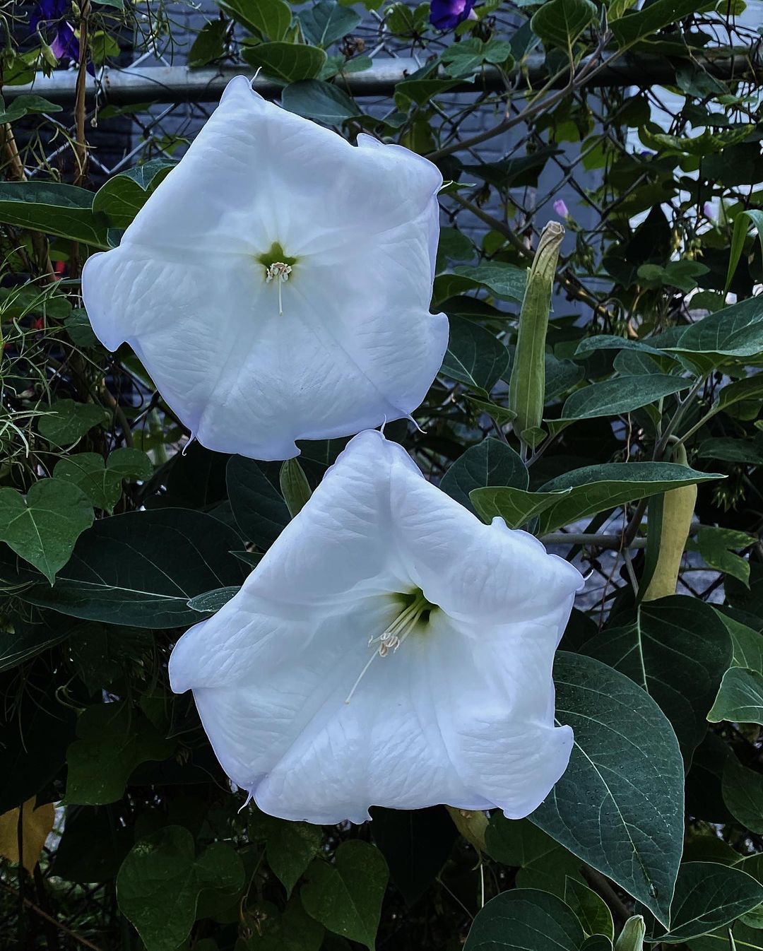 神秘幽远的曼陀罗花园