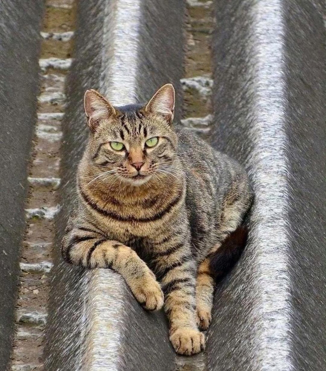 狸花猫通常是比较警觉和灵活的呢.