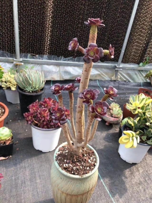 多肉法师秋季如何上盆?花盆土壤很关键,决定日后生长速度和状态