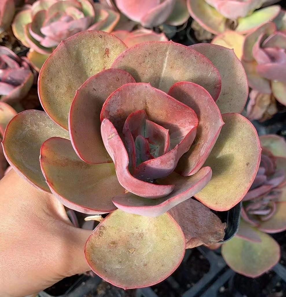 多肉植物秀妍有大叶小叶之分,秋季只要这么养,颜色火红侧芽多!