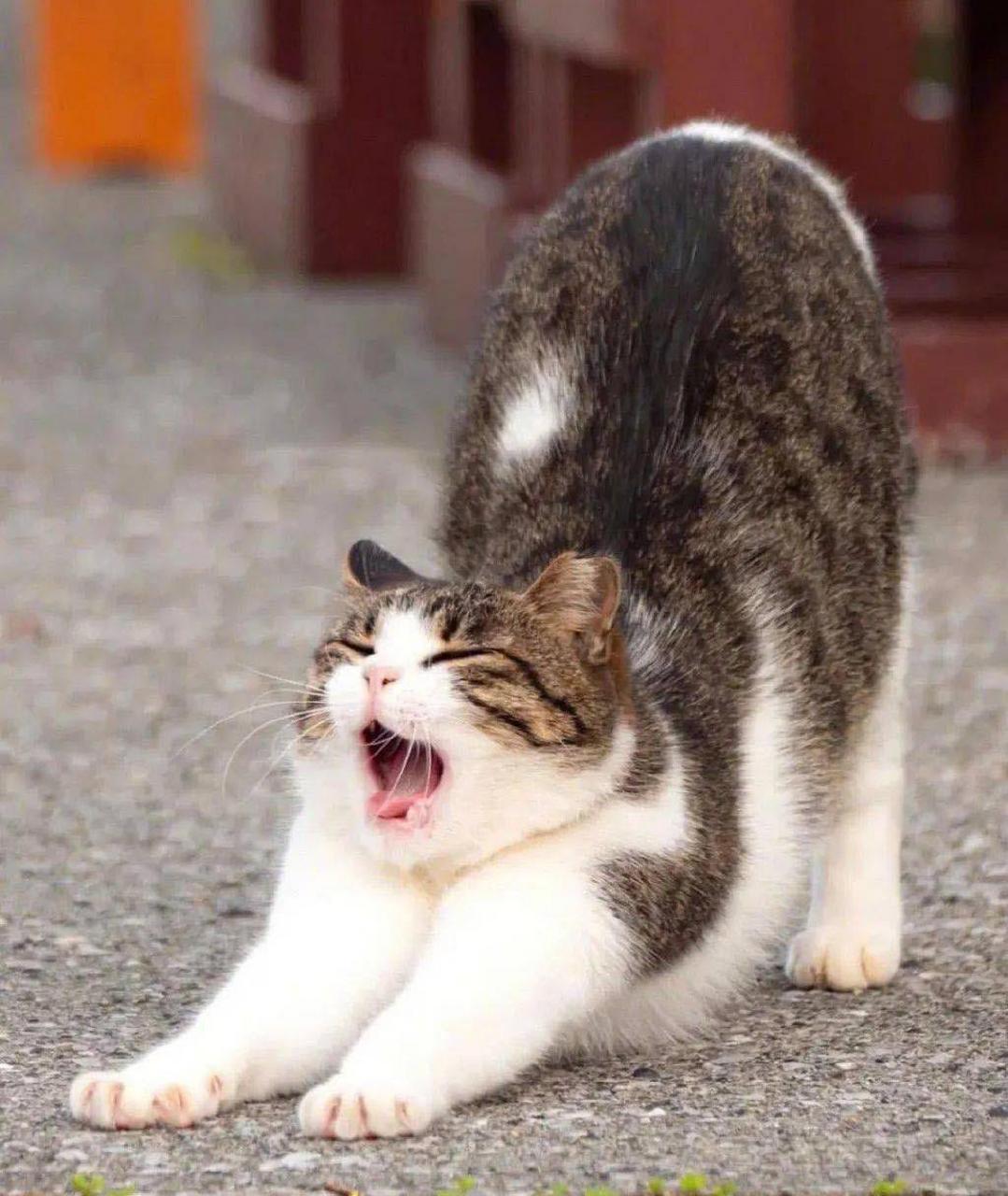 猫咪睡前这些动作,表示身体健康,根本藏不住