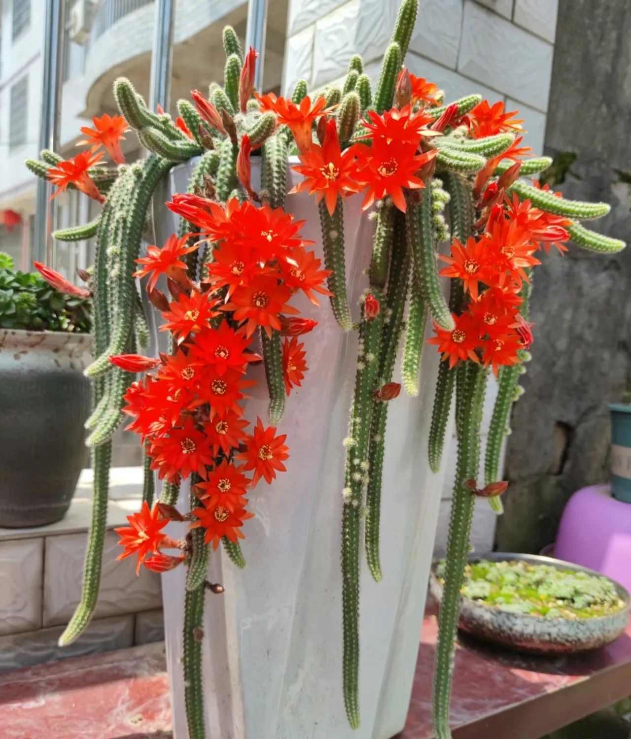 杭州一户人家,因"穷养白檀仙人掌"走红,太美太快乐了,羡慕!