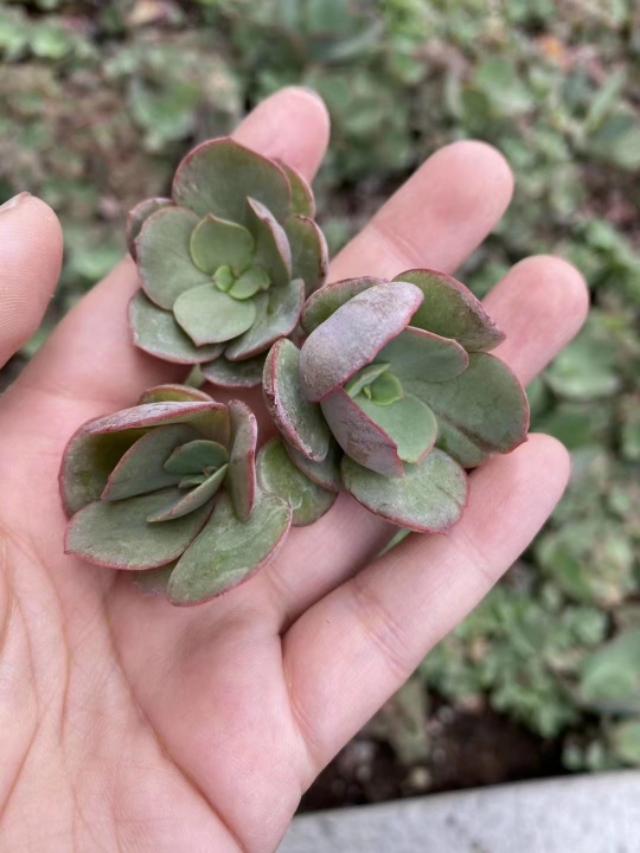 多肉植物秀妍有大叶小叶之分,秋季只要这么养,颜色火红侧芽多!