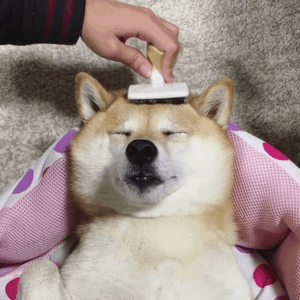 300_300gif 动态图 动图