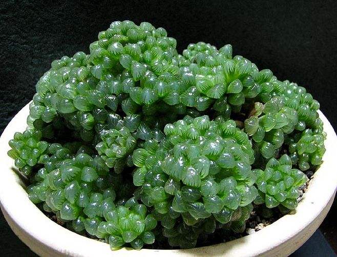 多肉植物玉露秋季如何养护?教你这3招,玉露晶莹剔透个头大!