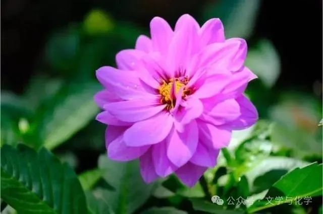 中考典例分析-常见的酸碱盐