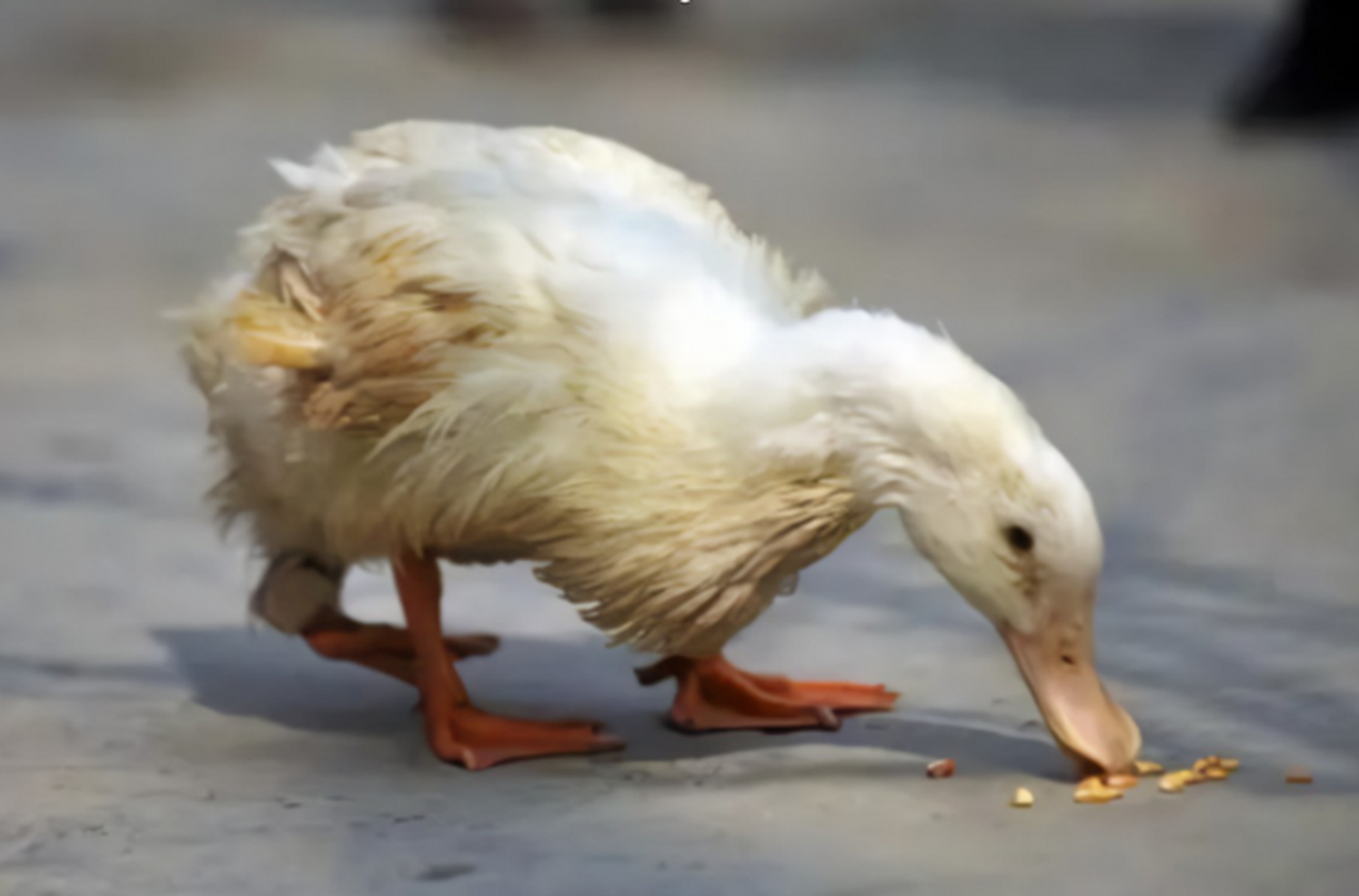 你的鸭子头部肿胀可能是鸭病毒性肠炎(大头瘟)的征兆,这是致死率极高