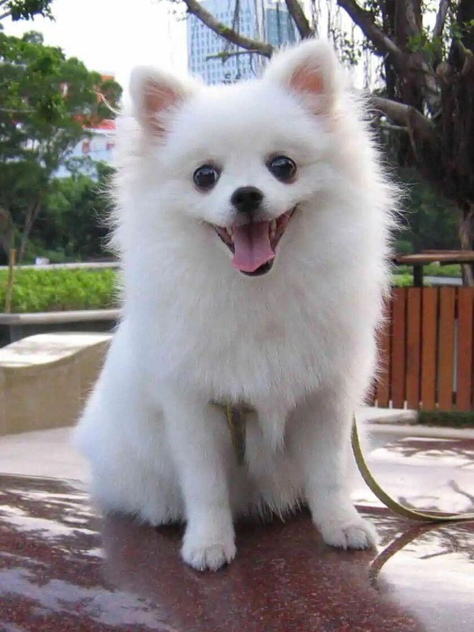 最粘人的7种狗狗,很适合"孤独"的人养