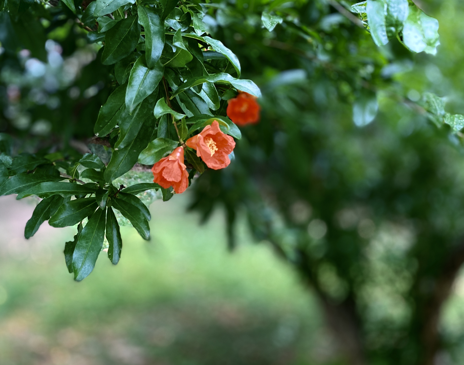 石榴花# #随手拍