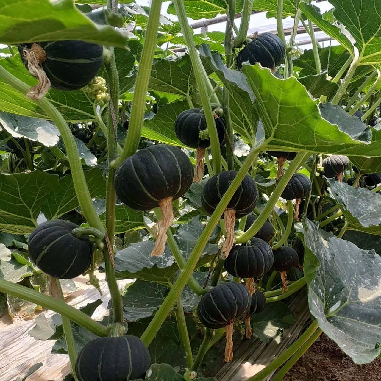 正宗日本贝贝小南瓜迷你宝宝婴儿辅食板栗味南瓜正宗老瓜香甜粉糯