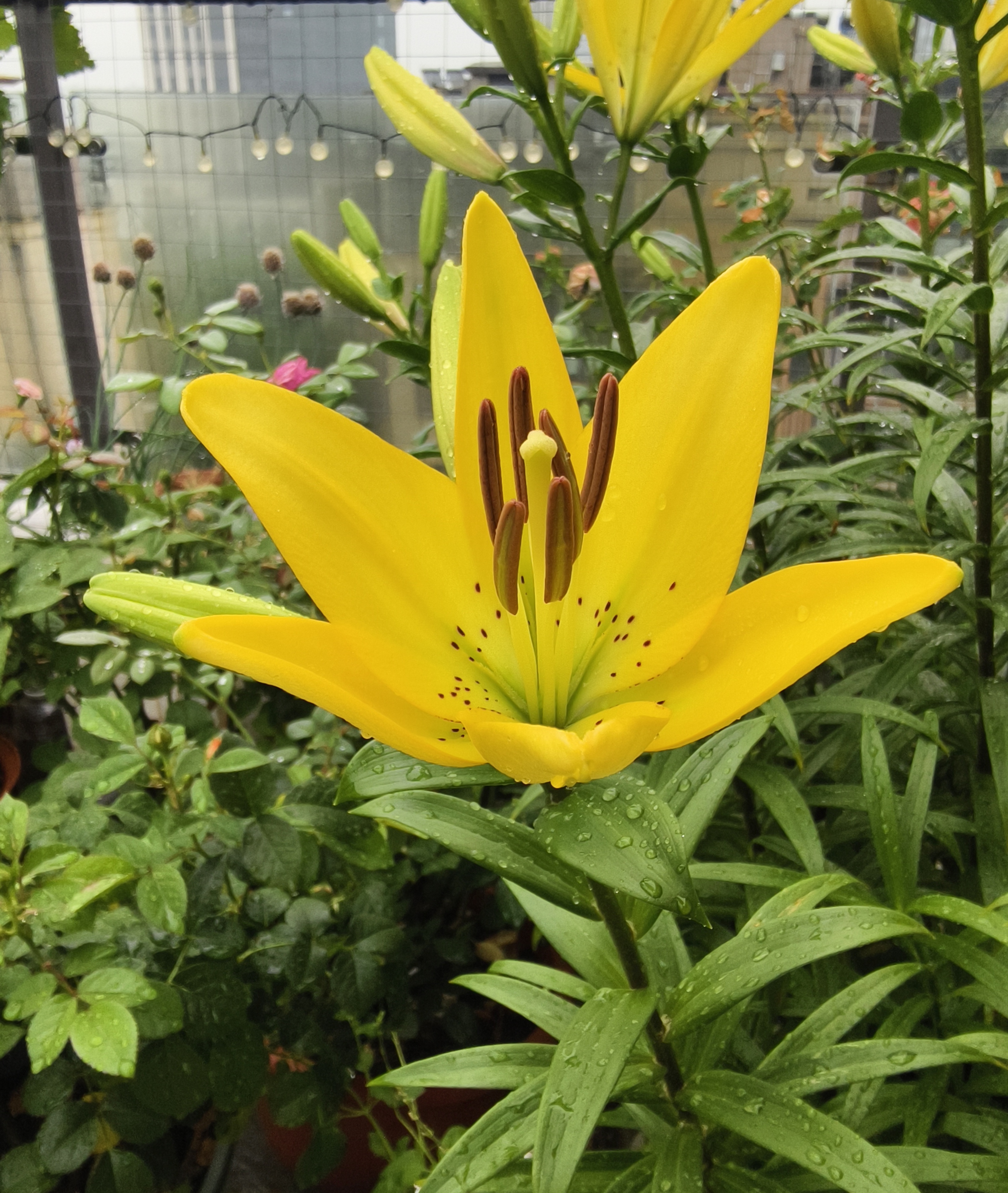 夏天,百合季,百合花美丽绽放.我也来秀一秀百合