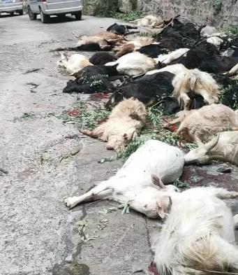 20多年的养羊专业户和我说:不管养了多久的羊都有可能攻击人类