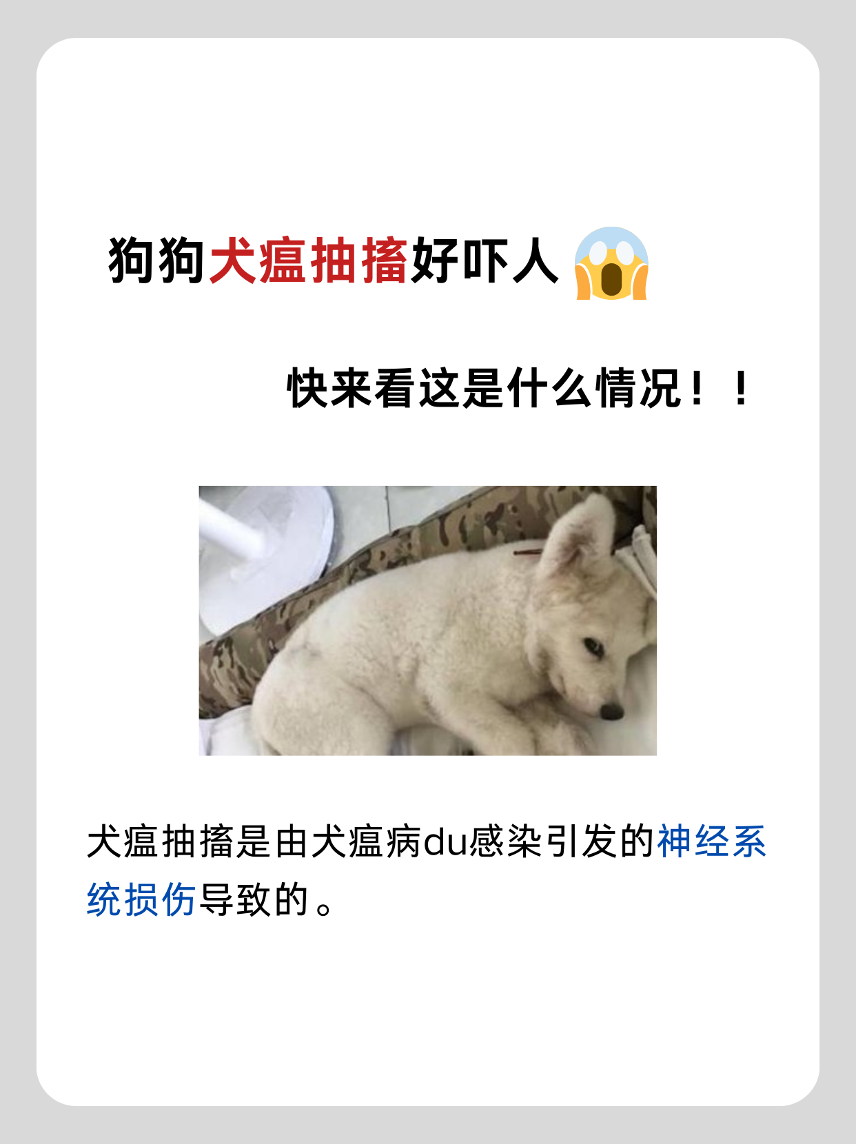 狗狗假性犬瘟图片