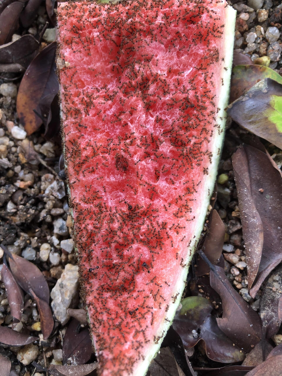 西瓜掉在地上,洗洗还能吃吗?