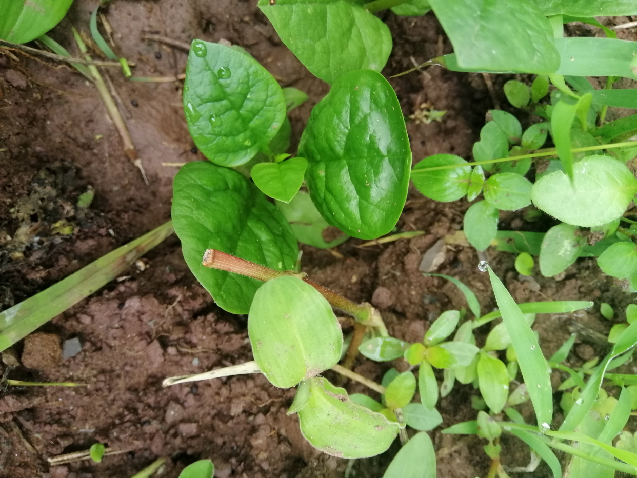 半野生三株木耳菜发芽了#浇水种菜