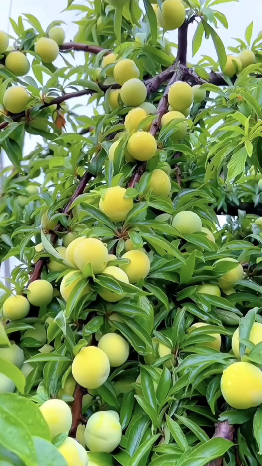 我的视角# 李子,这个看似普通却深藏不露的水果,实则蕴含了无尽的
