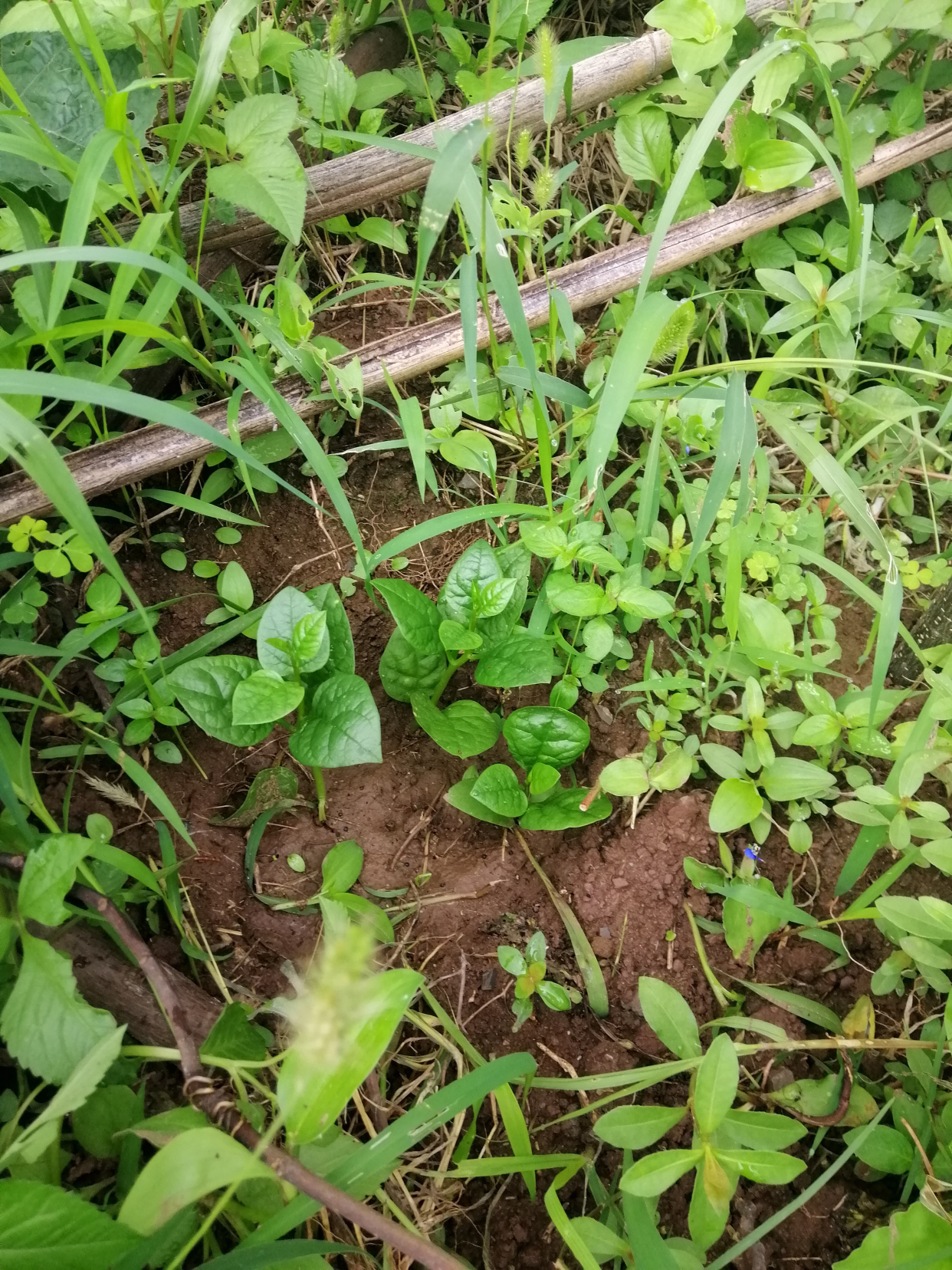半野生三株木耳菜发芽了#浇水种菜