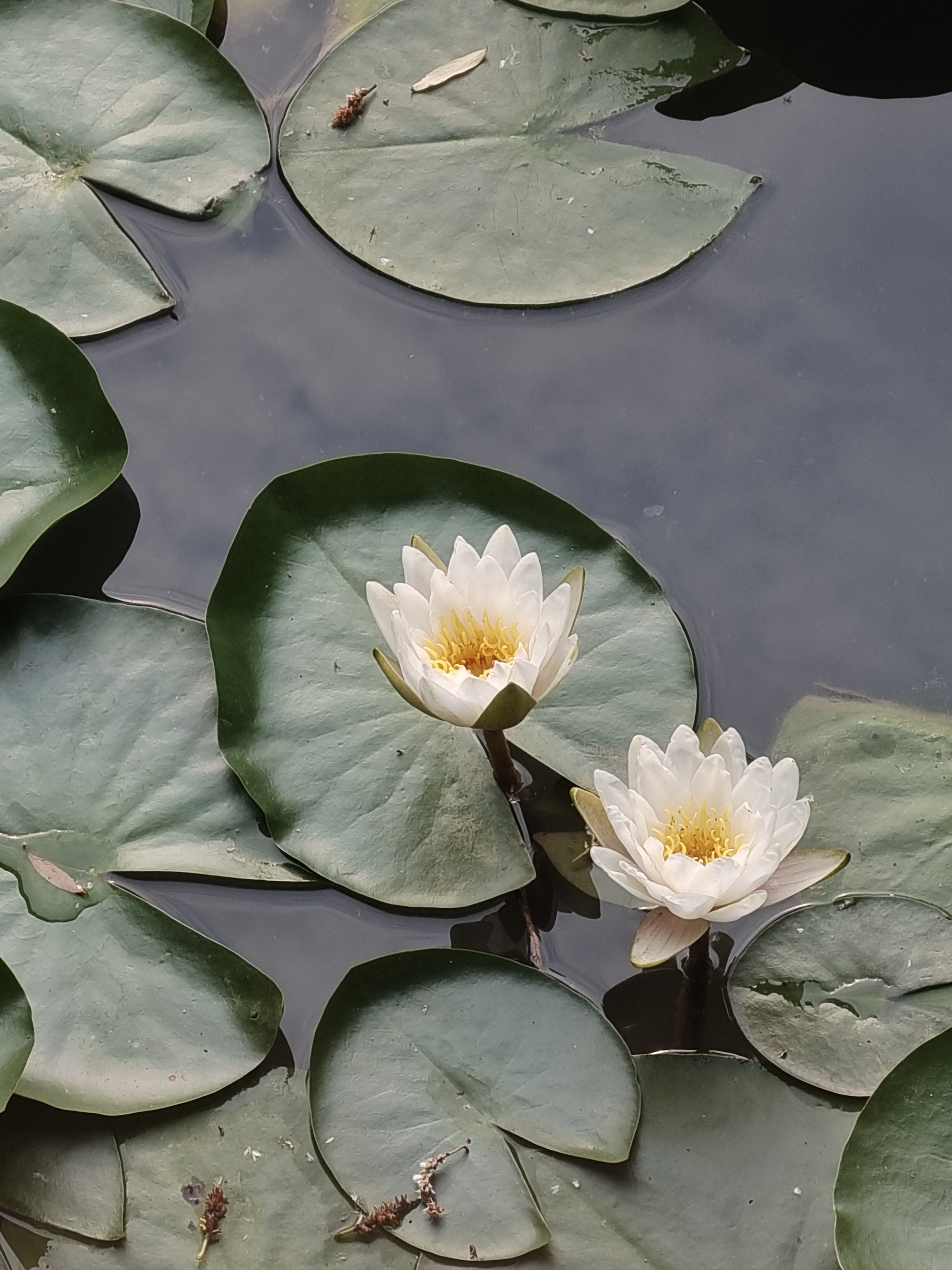 并蒂莲花迎春来