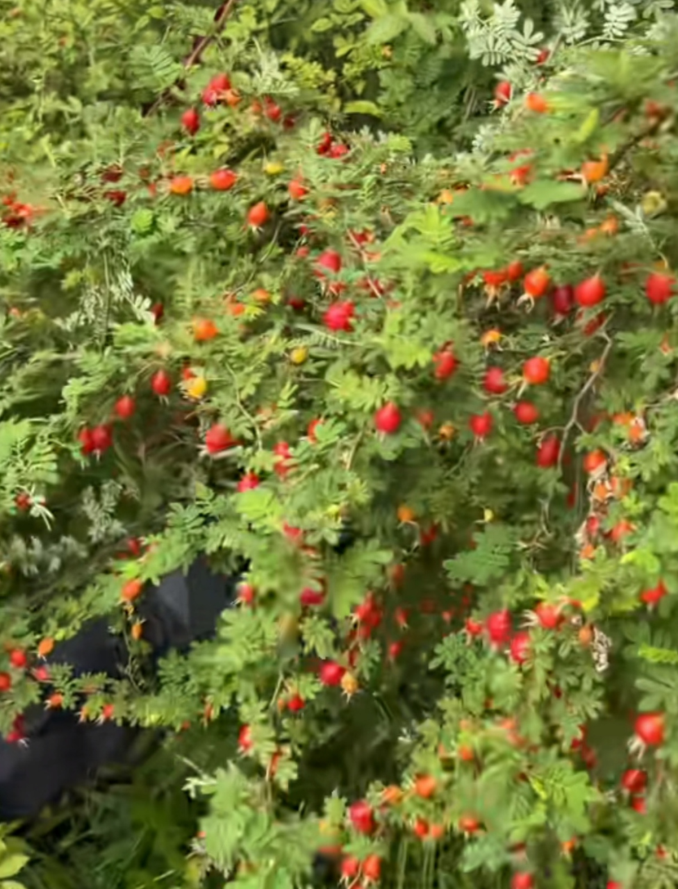 这漫山遍野的小红果,有人认识吗?