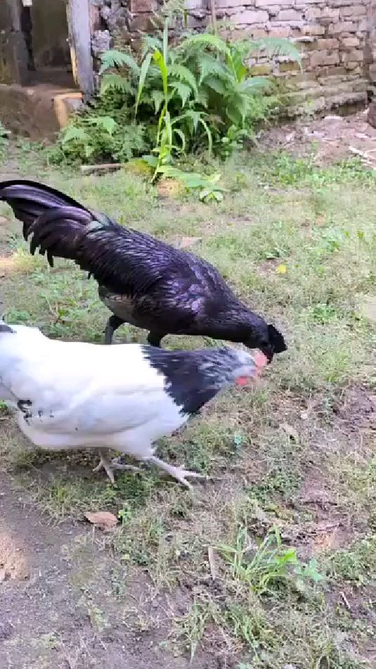 印尼金属鸡贝吉萨鸡