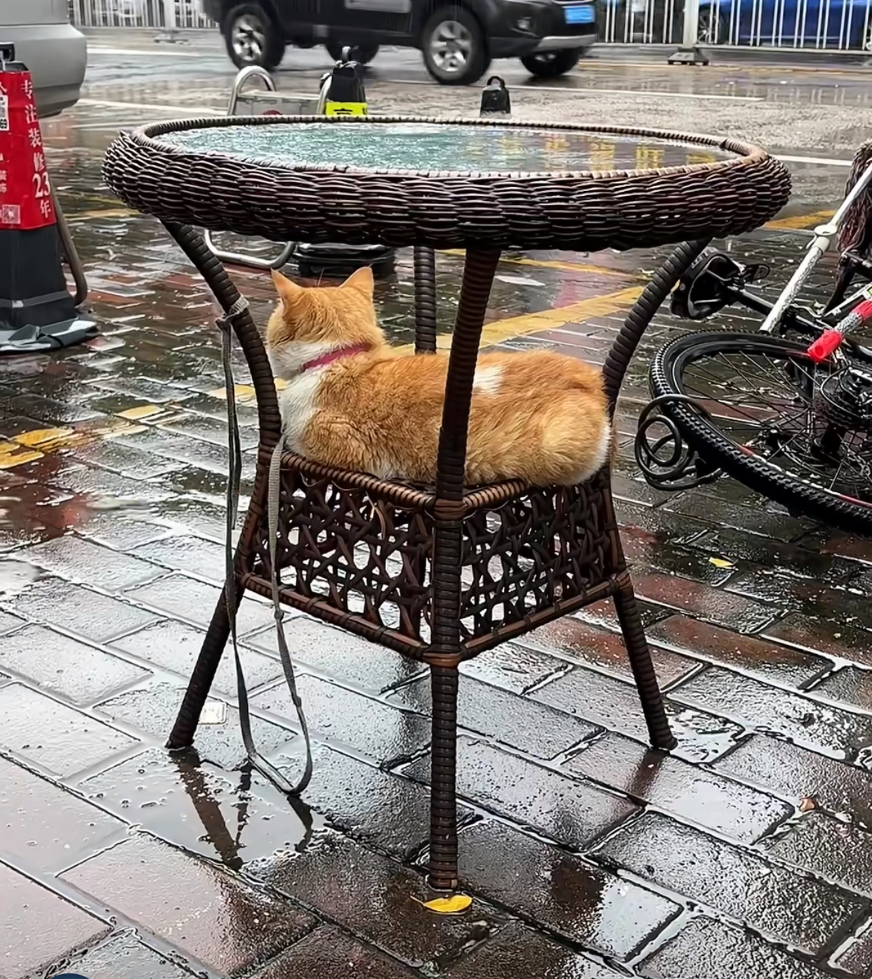 一只躲雨的猫咪