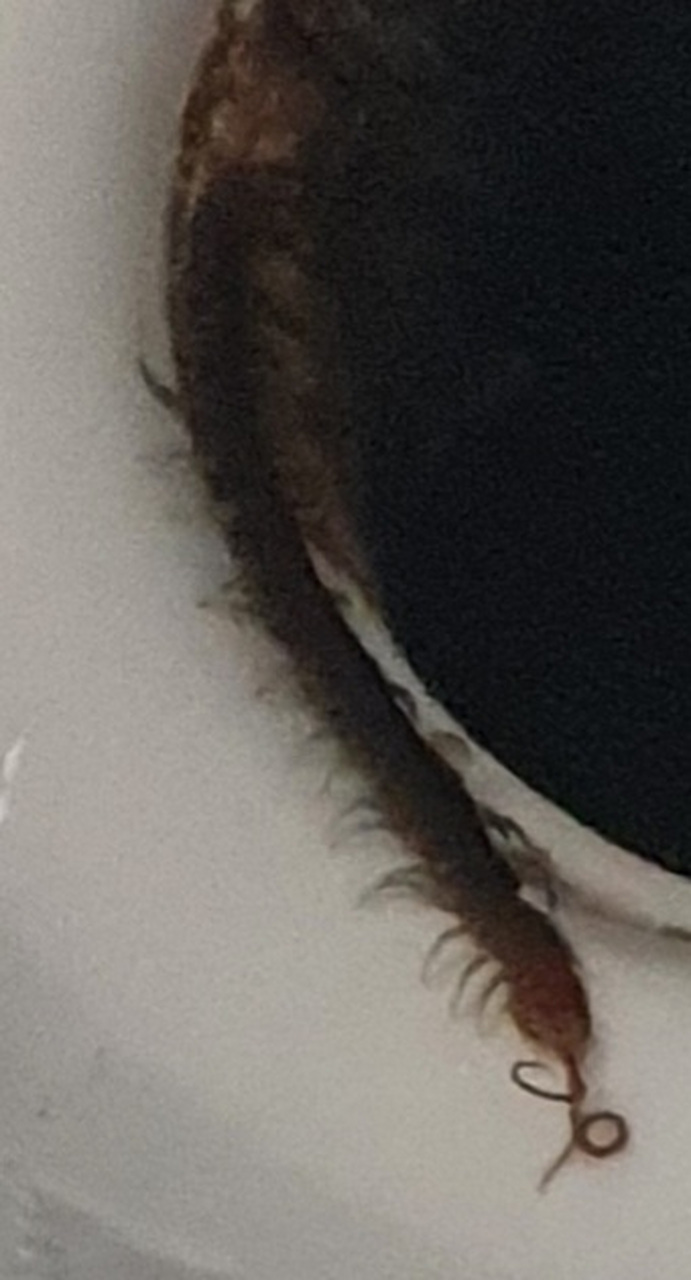 吓死了,这到底什么虫啊?