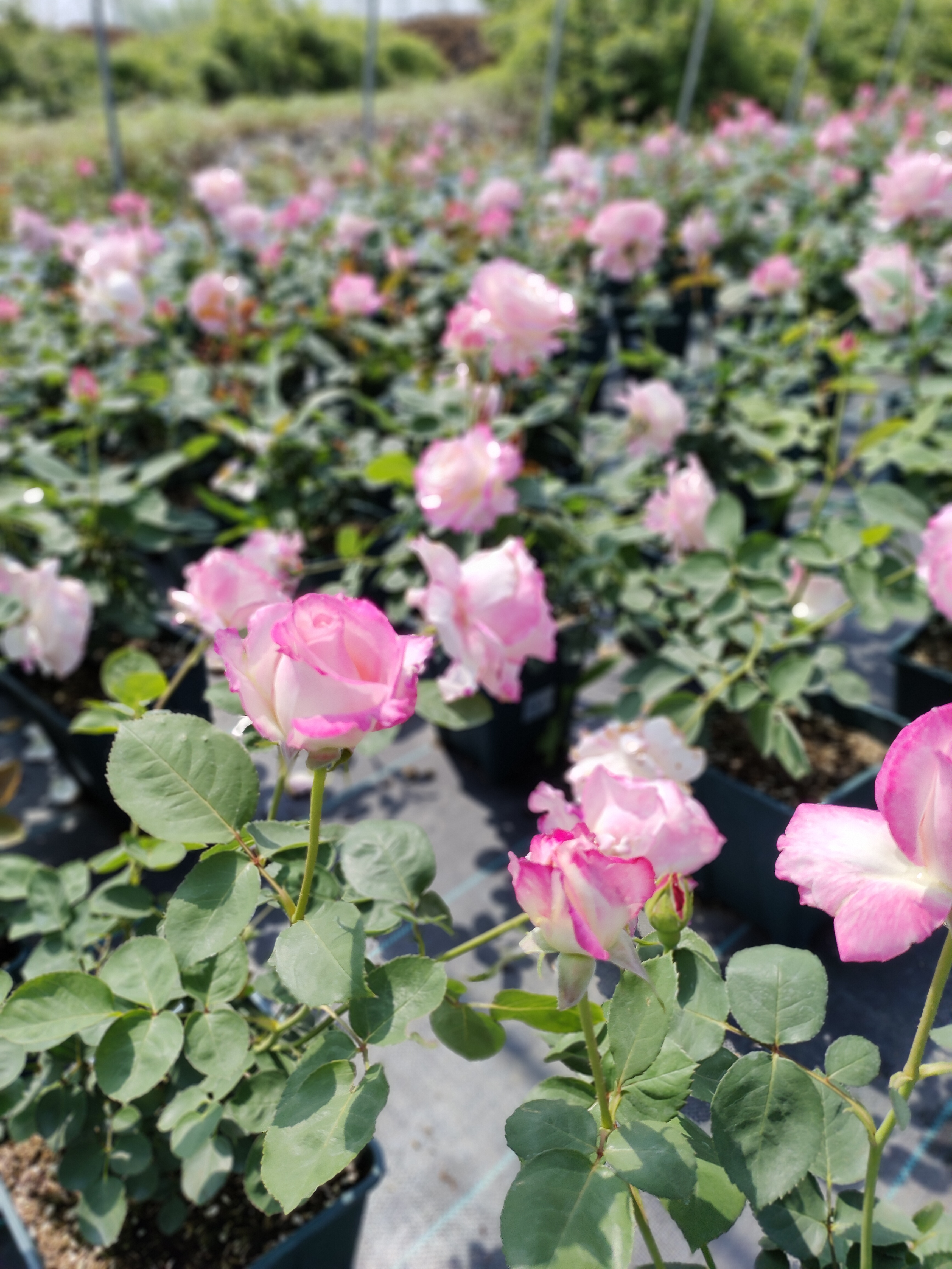 大花月季:基本特征.花色.花期.常见品种.养殖方法及修剪