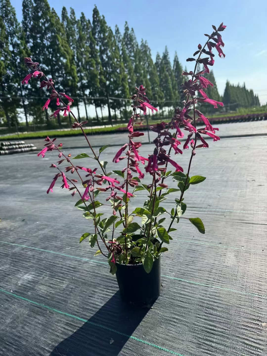 以下是关于超级一串红的详细介绍:  植物特征:  高度:可高达90厘米.