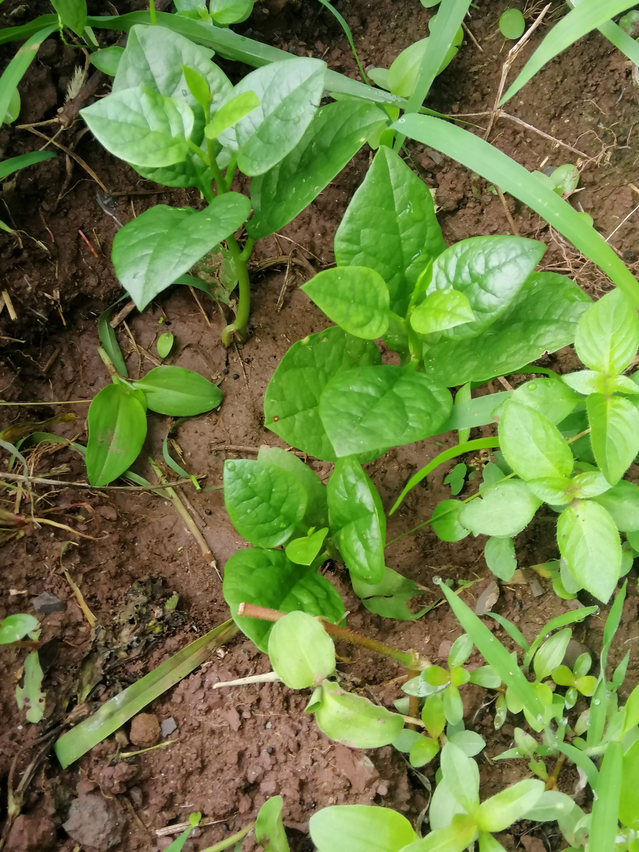 半野生三株木耳菜发芽了#浇水种菜