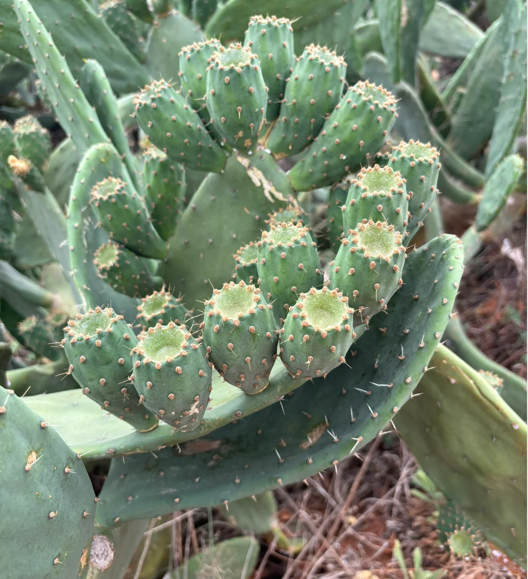 身上长满刺的仙人掌.夜间呼吸,吸走了氧气,散发出的是二氧化碳.