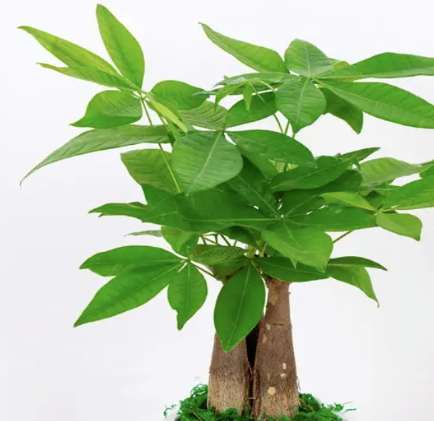 适合客厅摆放的植物,高端大气且有"招财纳福"的寓意