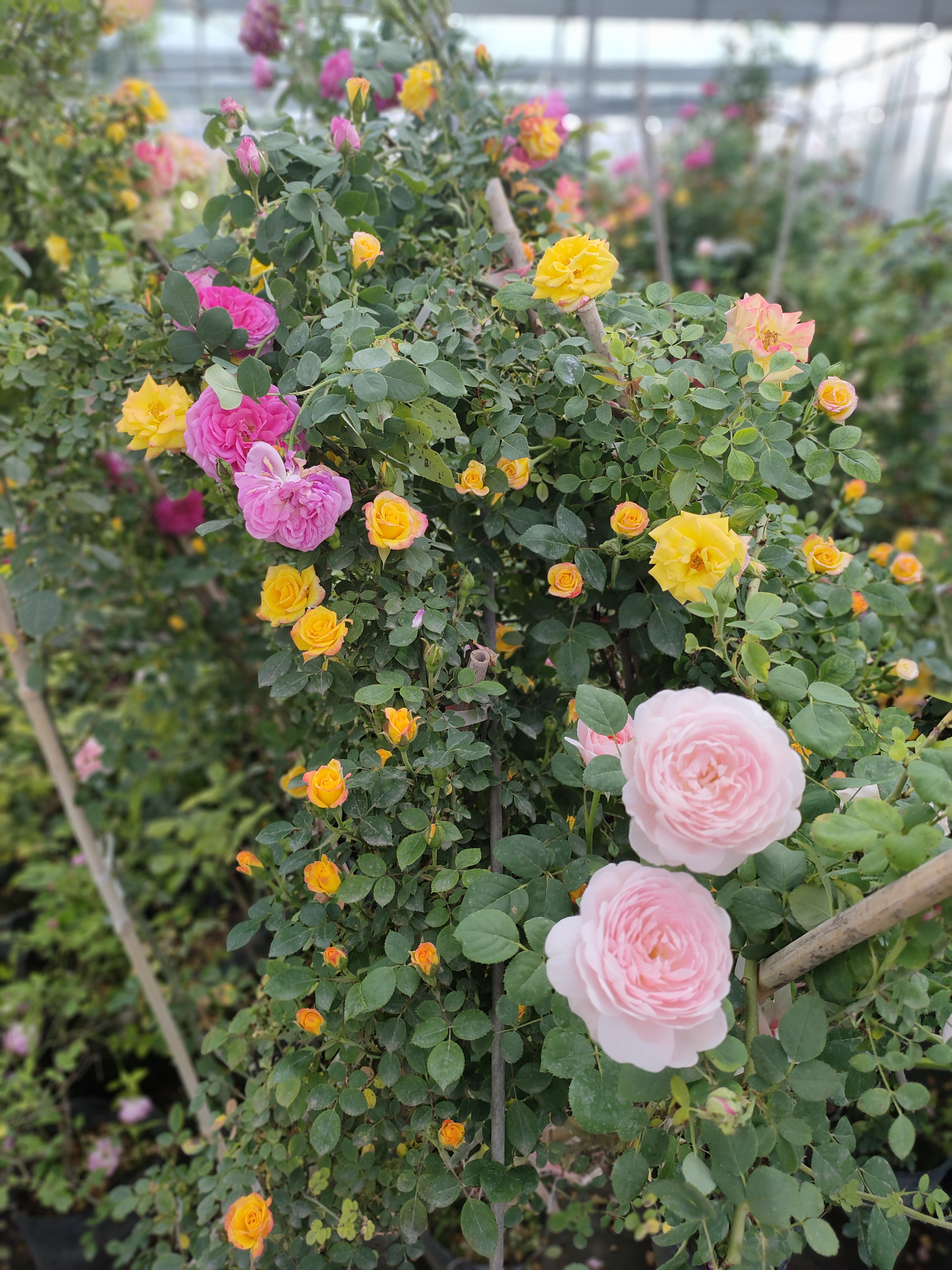 大花月季:基本特征.花色.花期.常见品种.养殖方法及修剪