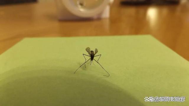 原来蚊子的"克星"并不是蚊香,采用个土招数,整晚开窗也睡得香