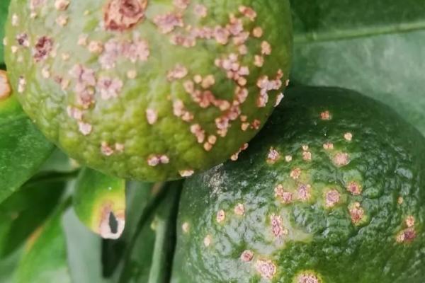 柑橘疮痂病的症状,幼果果面会呈瘤状突起