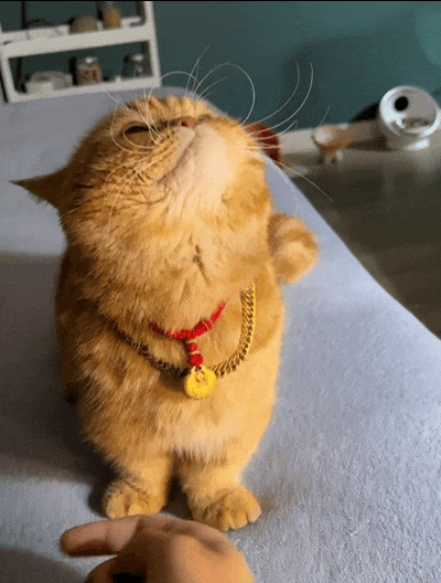 猫咪带上大金链子小金锁后直接变身高傲猫猫侠