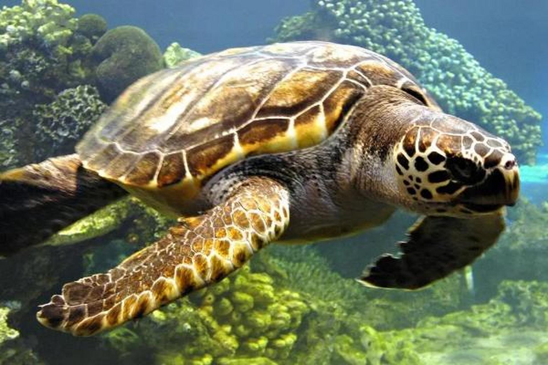 海龟体型大,体长80-200厘米,环境决定体型发育.