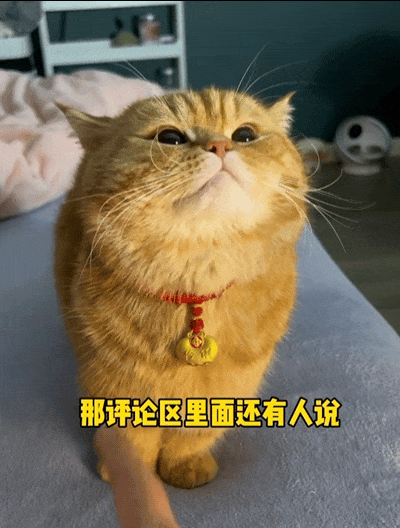 猫咪带上大金链子小金锁后直接变身高傲猫猫侠