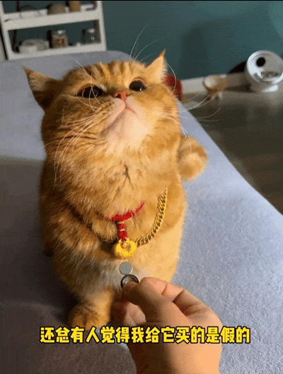 猫咪带上大金链子小金锁后直接变身高傲猫猫侠