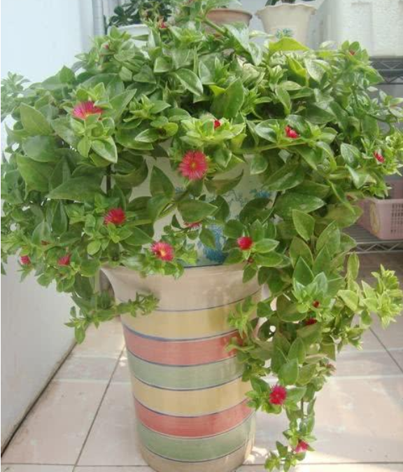 牡丹吊兰怎么养爆盆?1阳光2修剪3上肥,蹭蹭长不停,养成瀑布