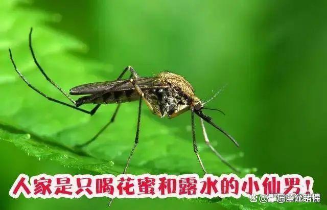 原来蚊子的"克星"并不是蚊香,采用个土招数,整晚开窗也睡得香