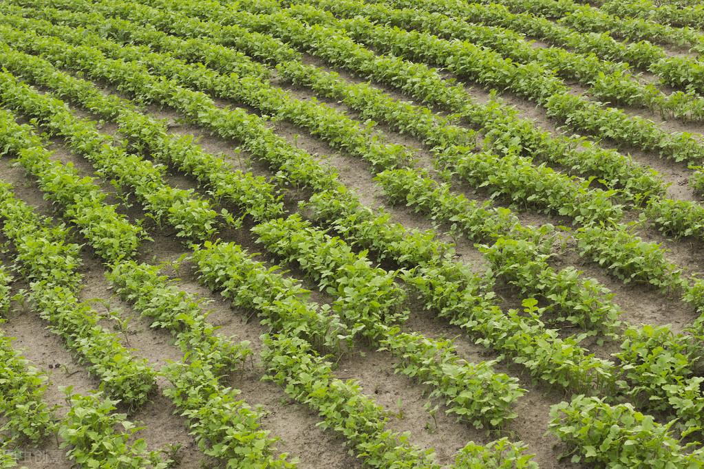 根用芥菜的种植栽培技术要点,简单易懂,不妨看看