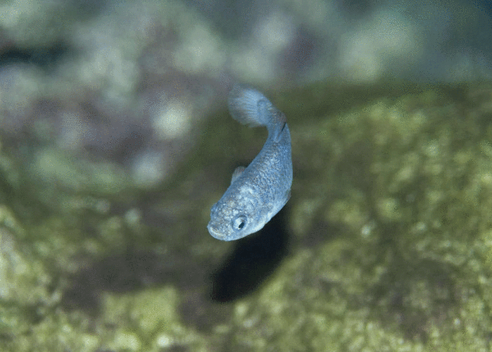 全球仅剩38条"沙漠鱼"!隔绝生活了上万年,人类能人工繁殖吗?