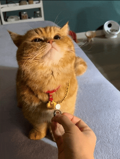 猫咪带上大金链子小金锁后直接变身高傲猫猫侠