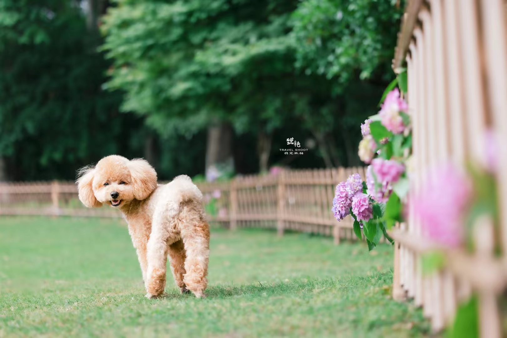 杭州城东公园的绣球花,带狗狗去看无尽夏吧!