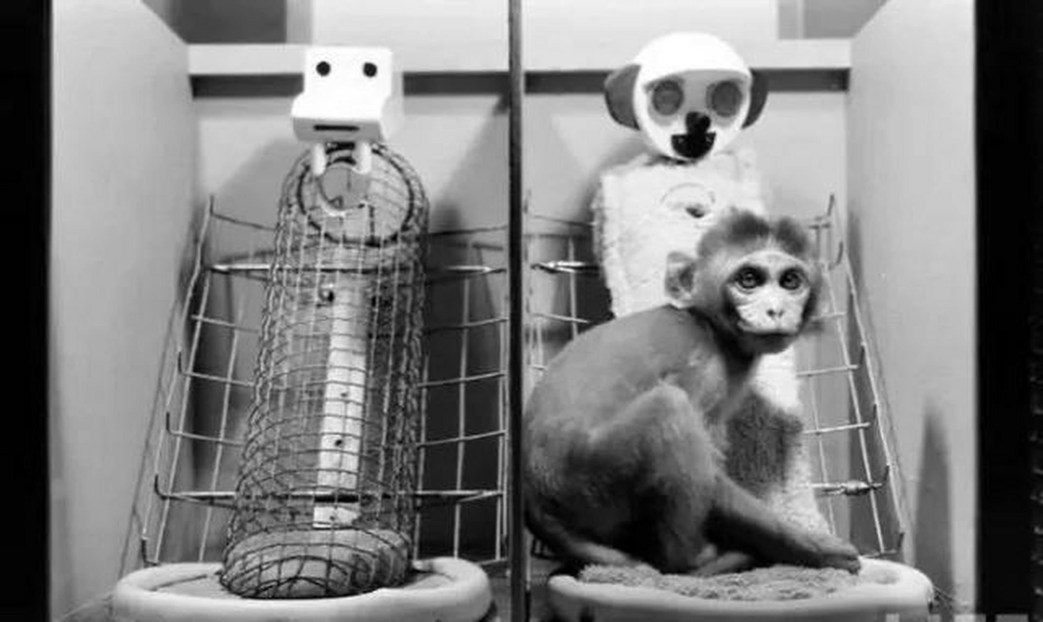 1959年,美国心理学家做了一个残忍的恒河猴实验,用铁丝和绒布为小猴子