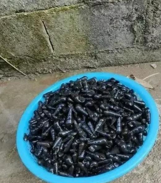 早上偶得一盆巨型植物,有听说它可能养了一堆寄生虫,所以我不敢动筷子