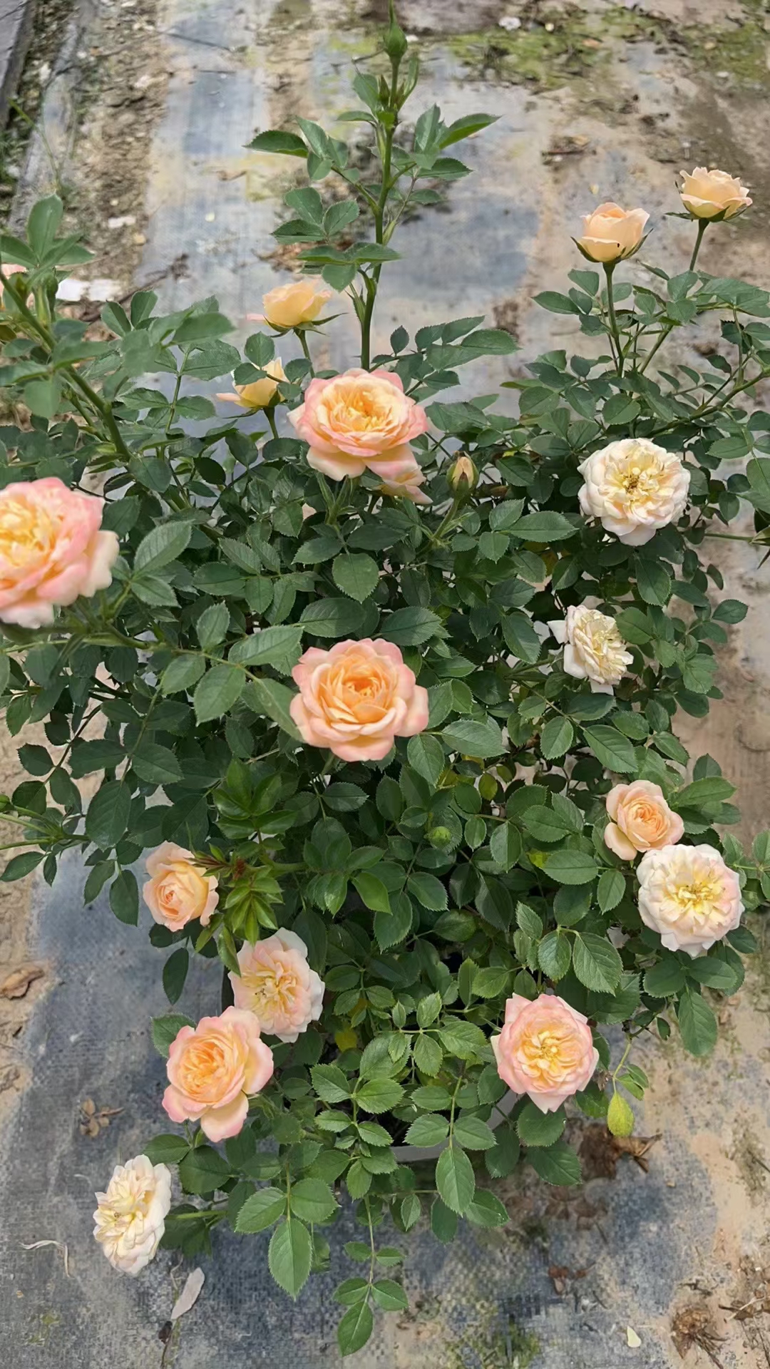 大花月季:基本特征.花色.花期.常见品种.养殖方法及修剪