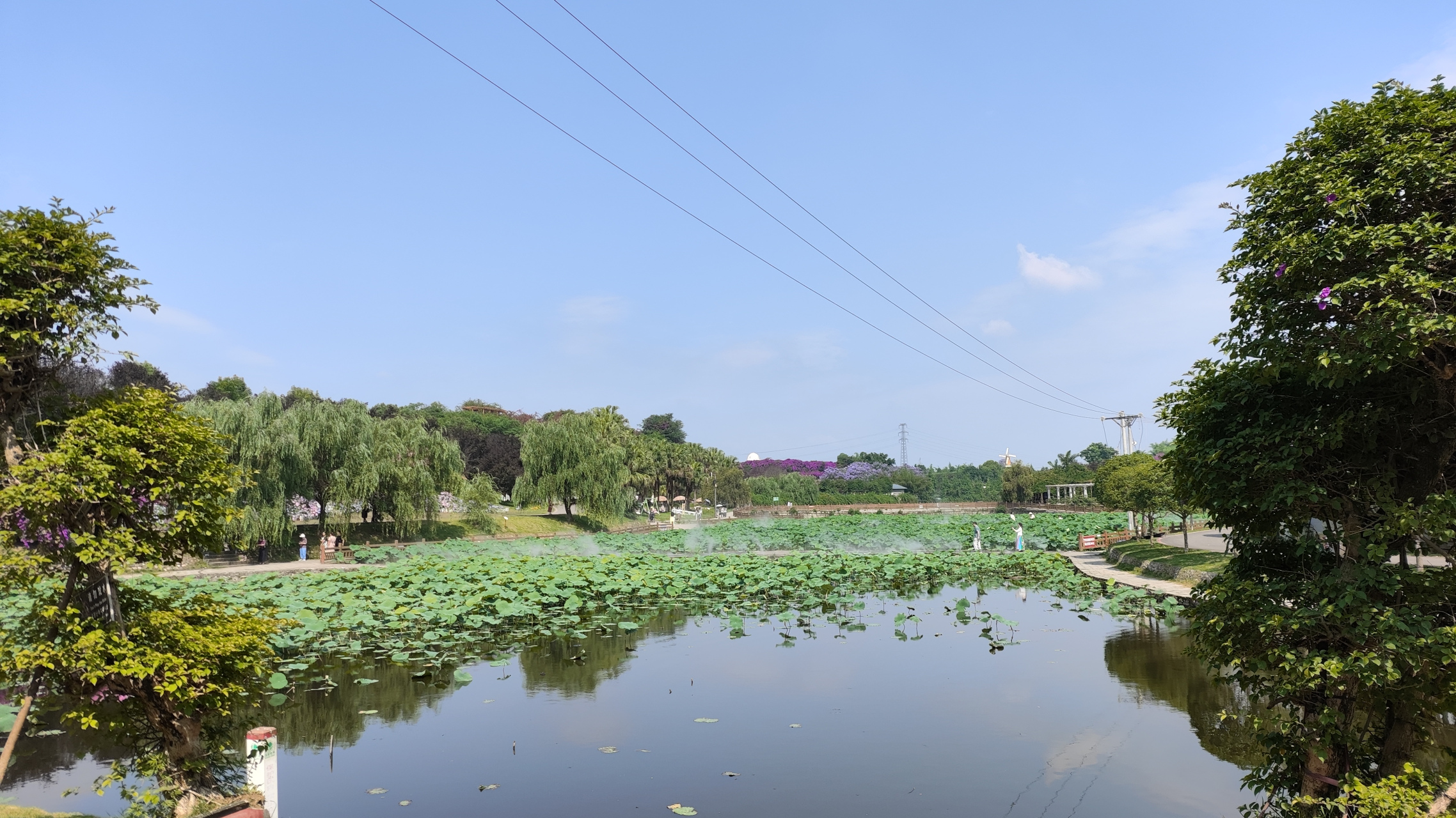 自贡五彩荷园还是挺好玩的